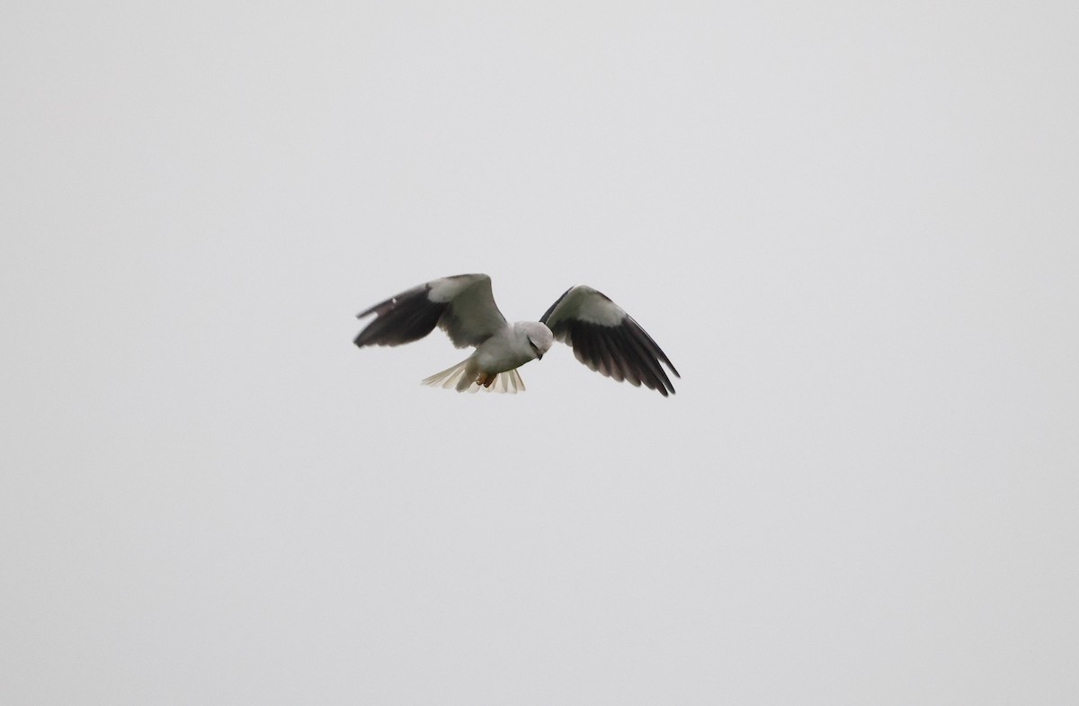 Black-winged Kite - ML632142608