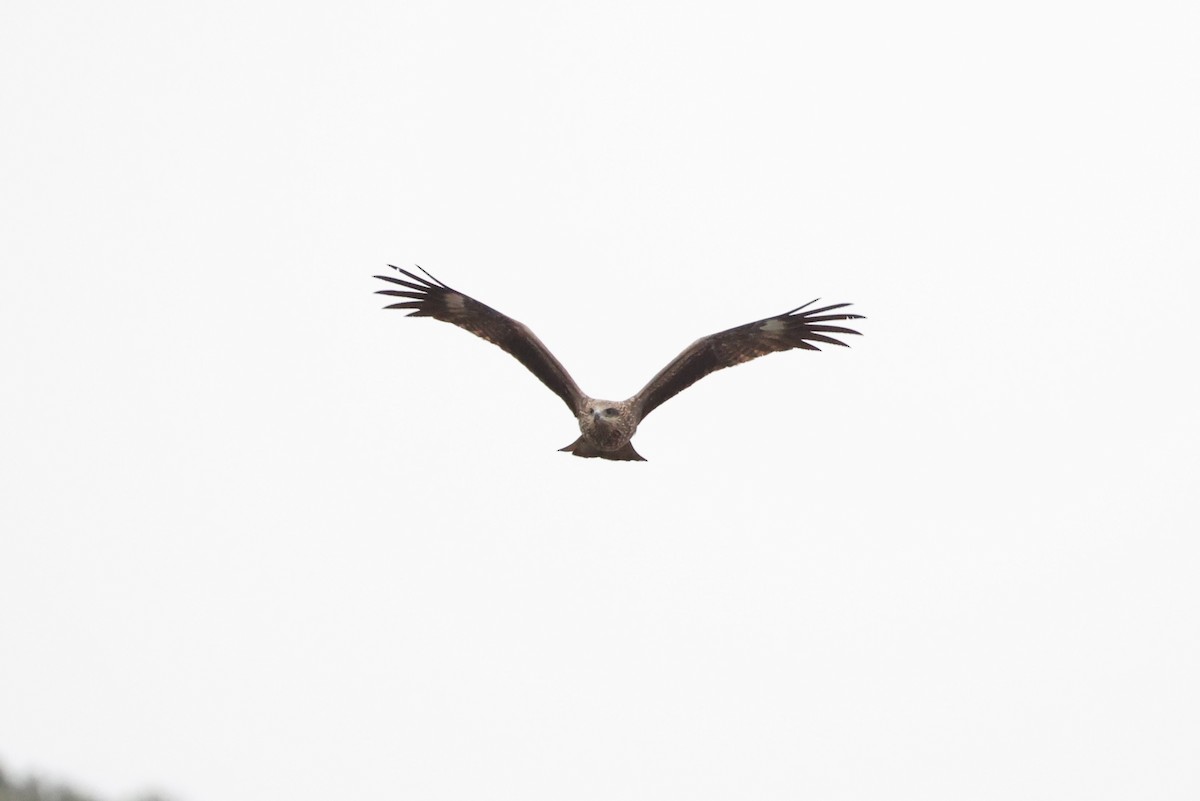 Black Kite - ML632142697