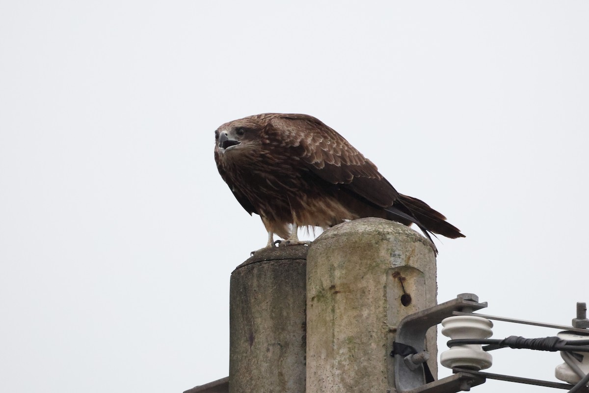 Black Kite - ML632142698