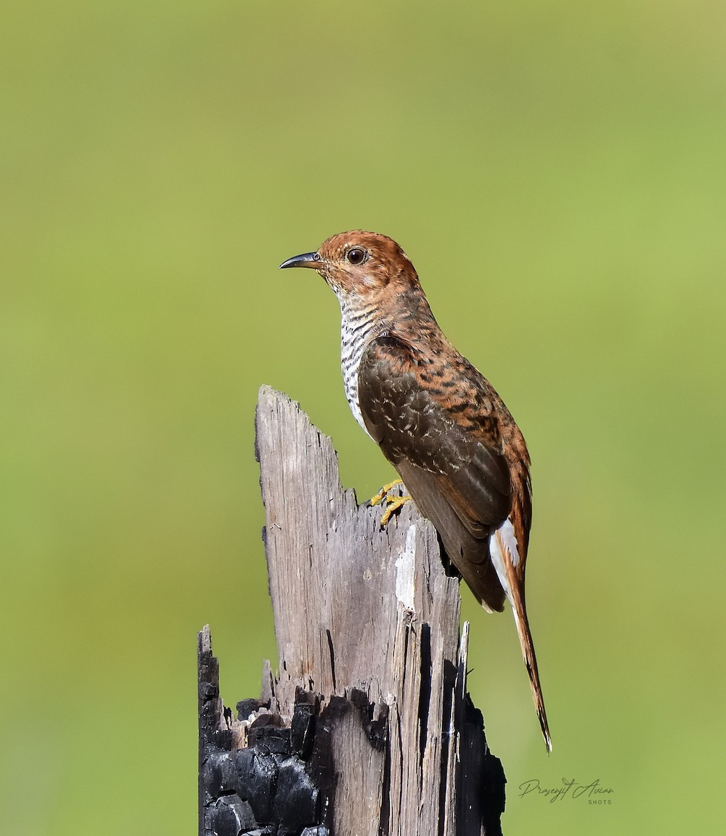 Gray-bellied Cuckoo - ML632142706