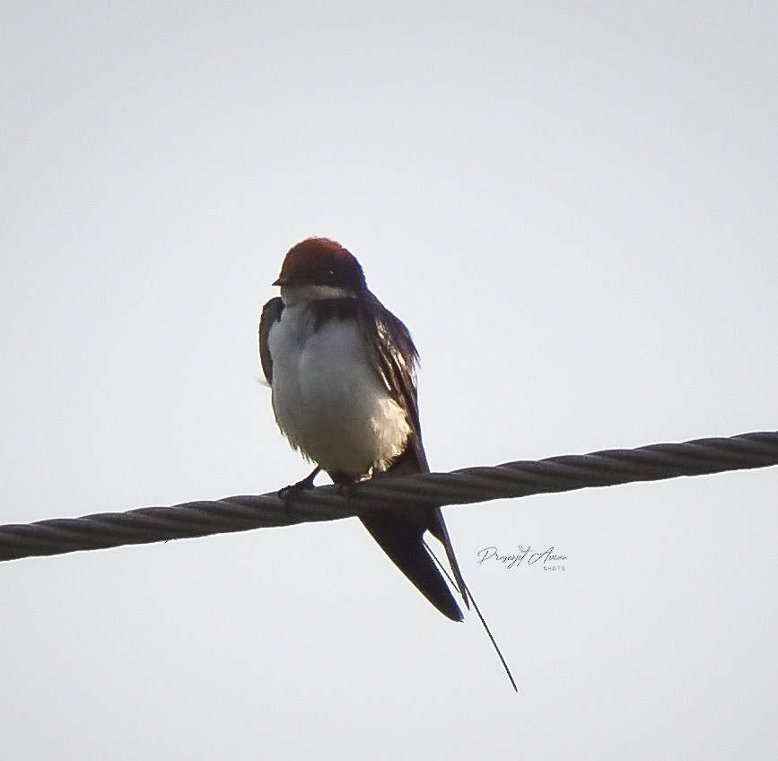 Wire-tailed Swallow - ML632142744