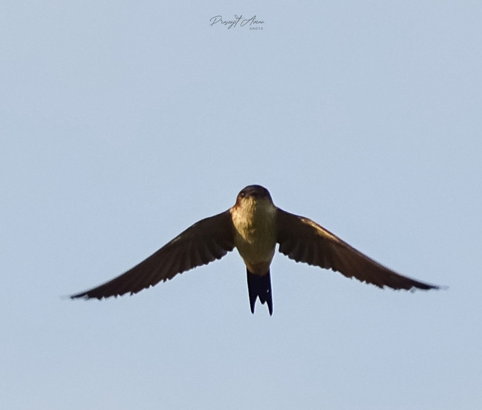 Eastern Red-rumped Swallow - ML632142745