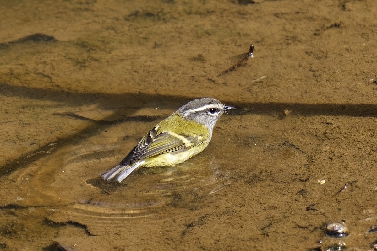 Ashy-throated Warbler - ML632142760