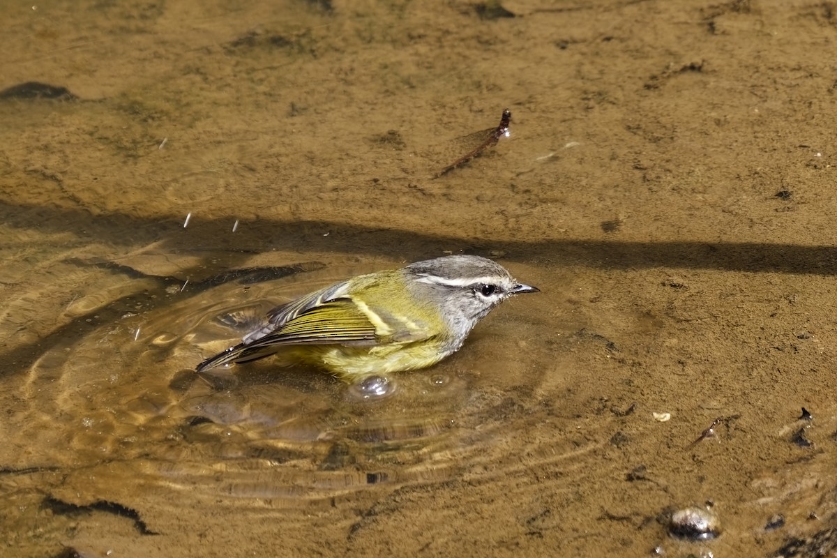 Ashy-throated Warbler - ML632142761