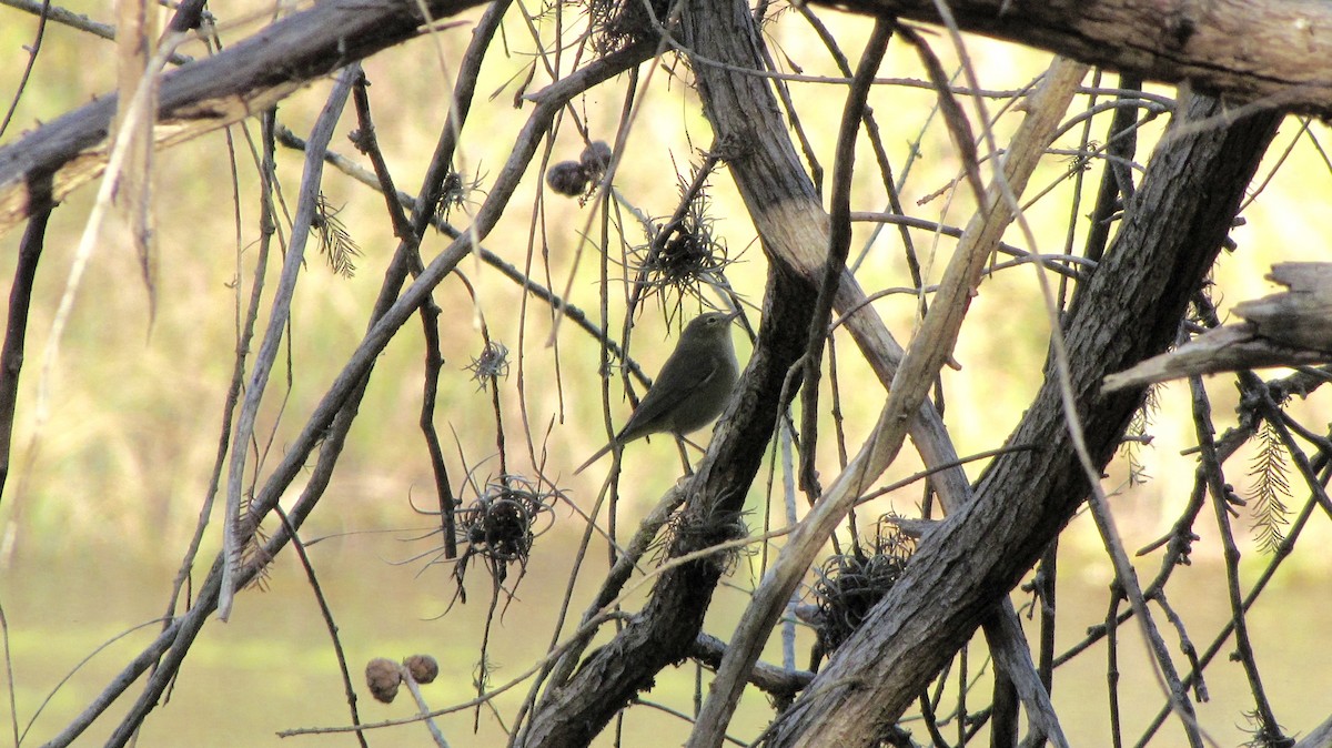 Orange-crowned Warbler - ML632142766