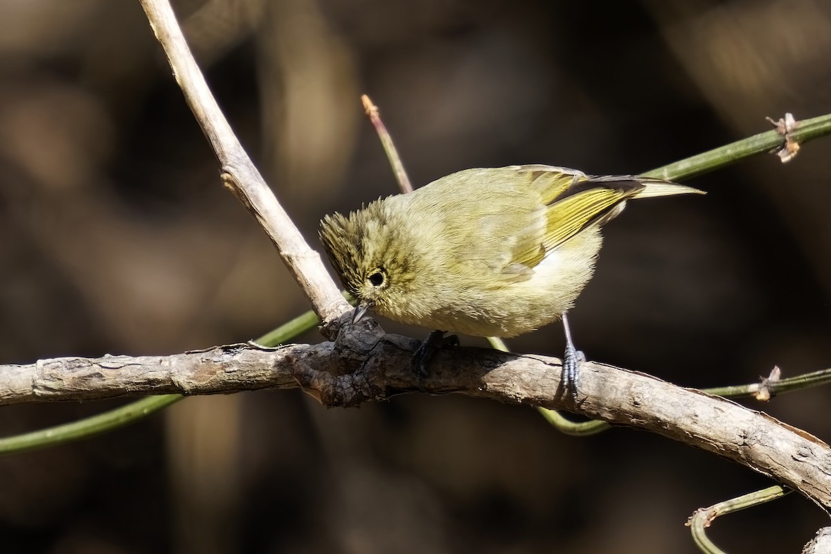 Yellow-browed Tit - ML632142778