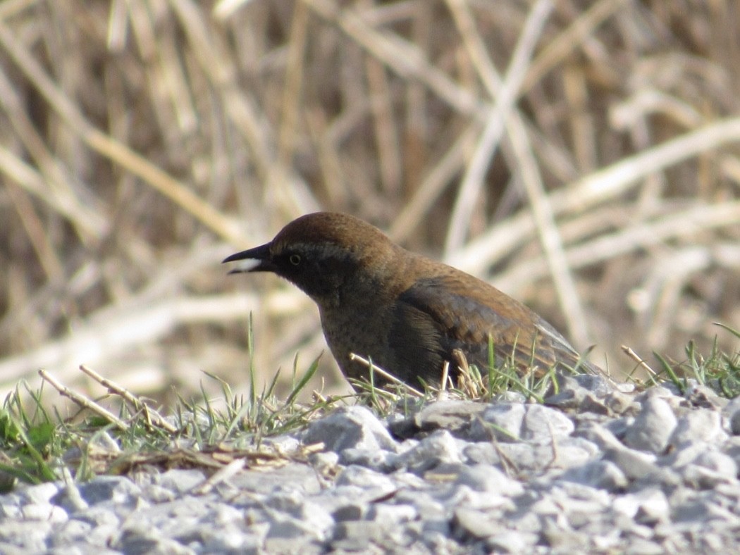 Rusty Blackbird - ML632142789