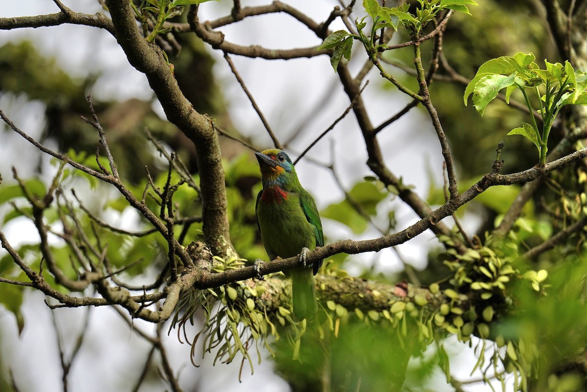 barbet tchajwanský - ML632142791