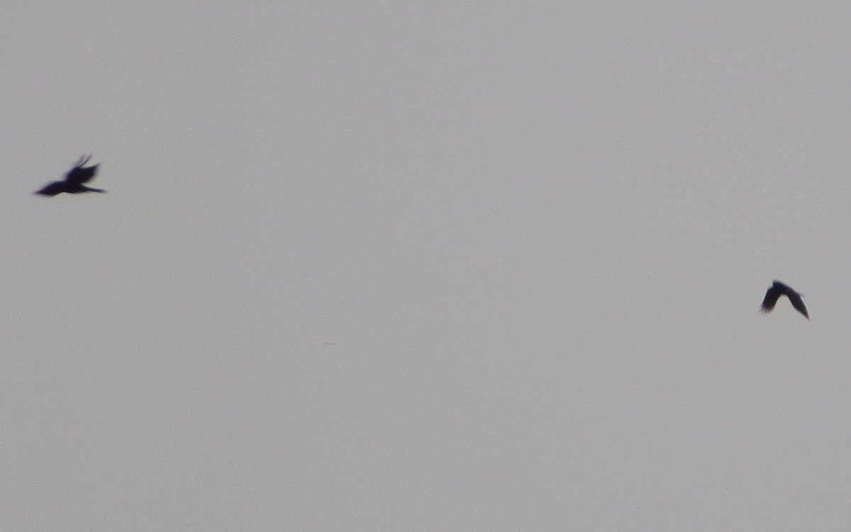 vrána americká - ML632142792
