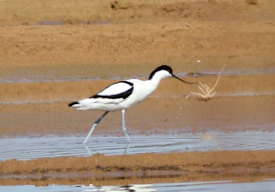 tenkozobec opačný - ML632142802