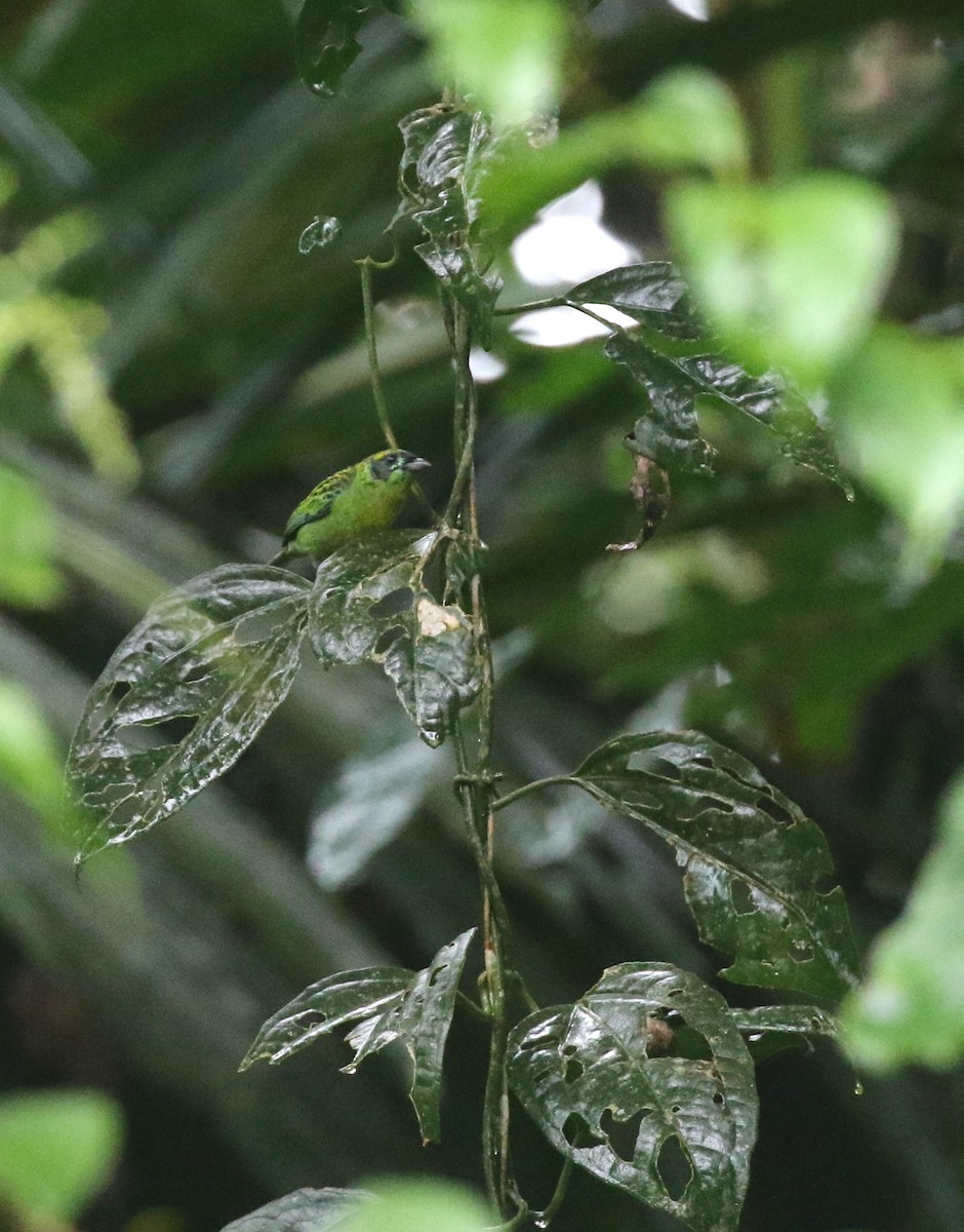 Green-and-gold Tanager - ML632142808