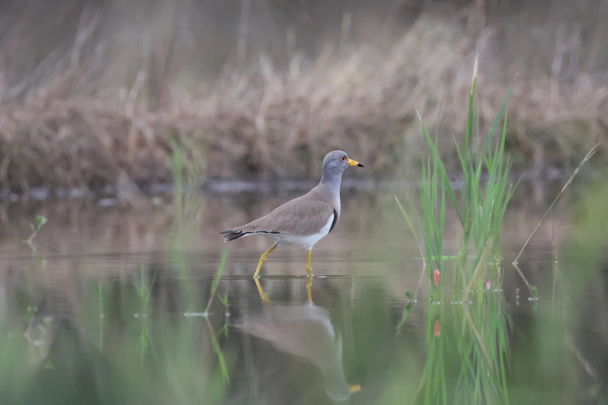 Gray-headed Lapwing - ML632142843