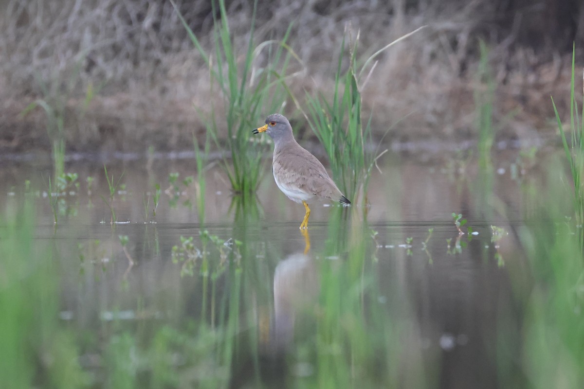 Gray-headed Lapwing - ML632142844