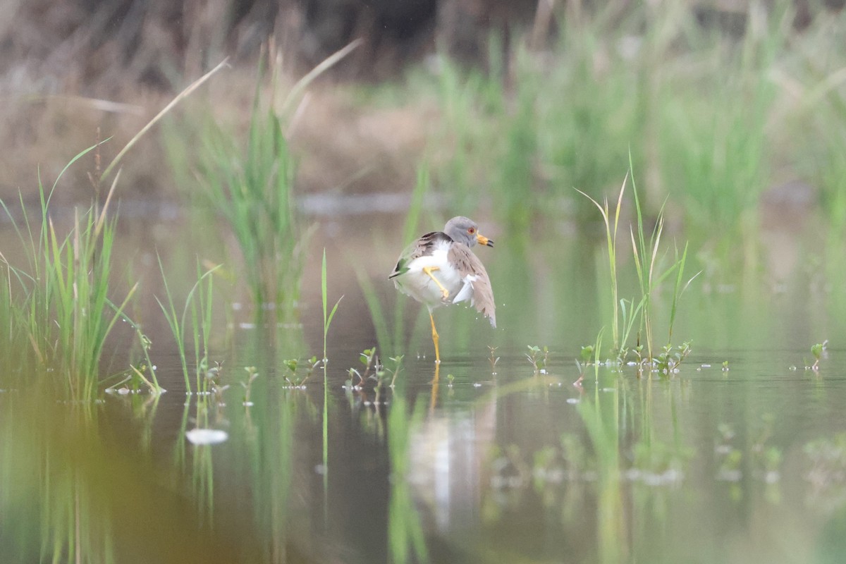 Gray-headed Lapwing - ML632142845
