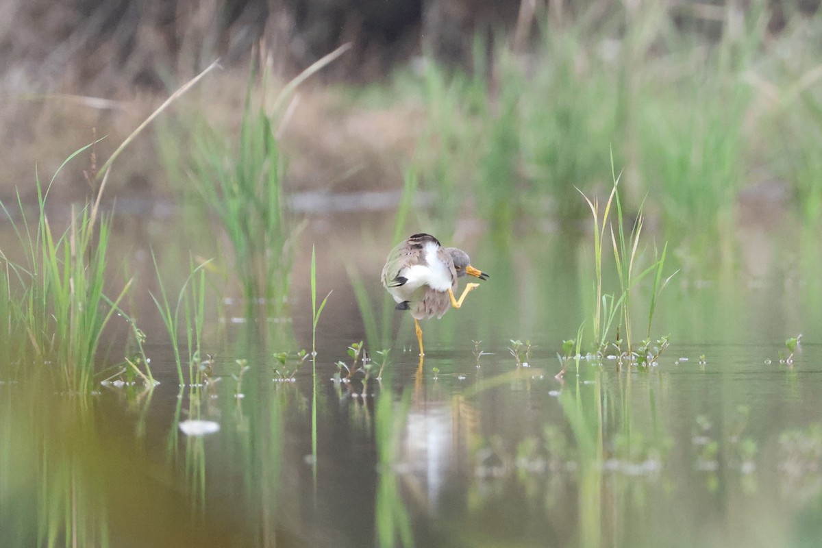Gray-headed Lapwing - ML632142846