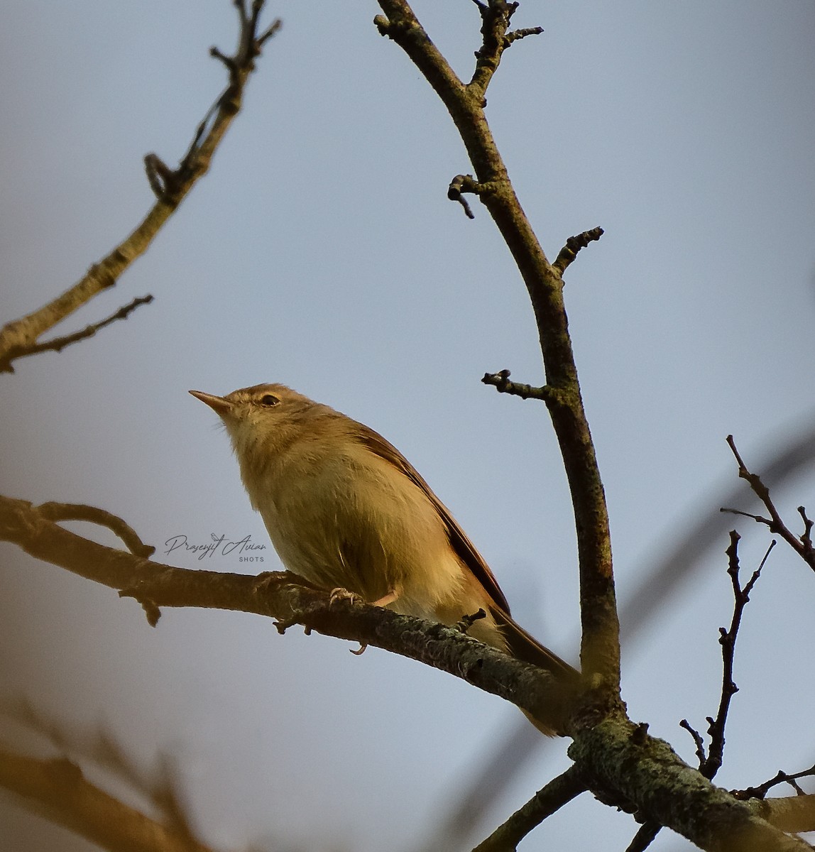 Booted Warbler - ML632142891