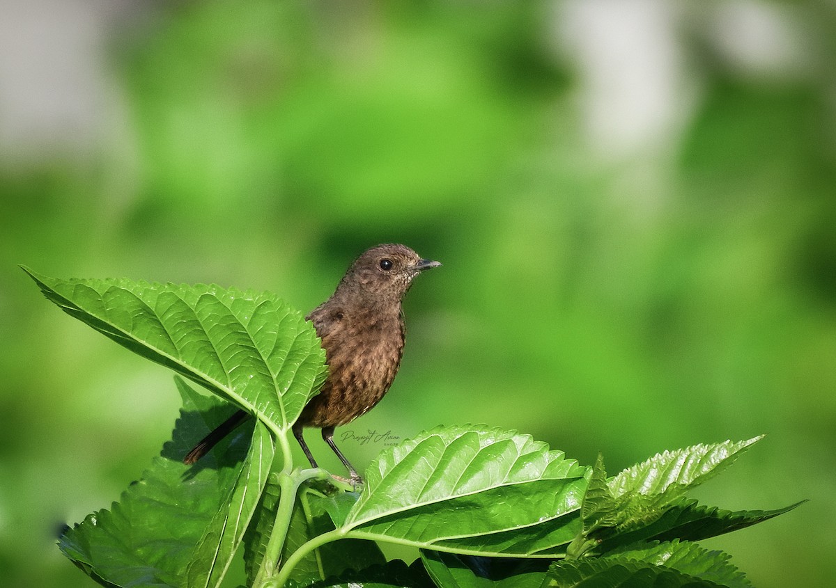Pied Bushchat - ML632142900