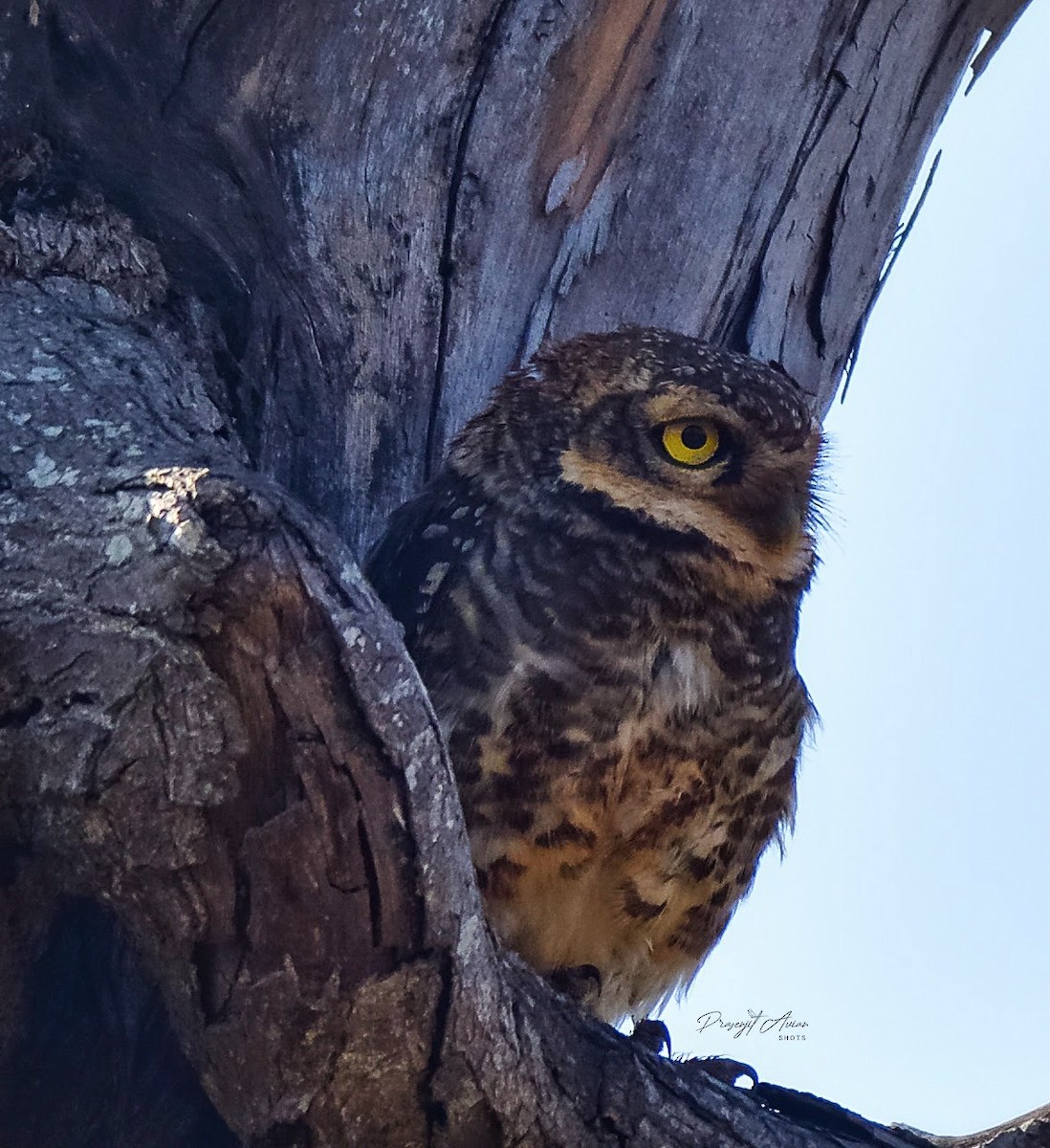 Spotted Owlet - ML632142911