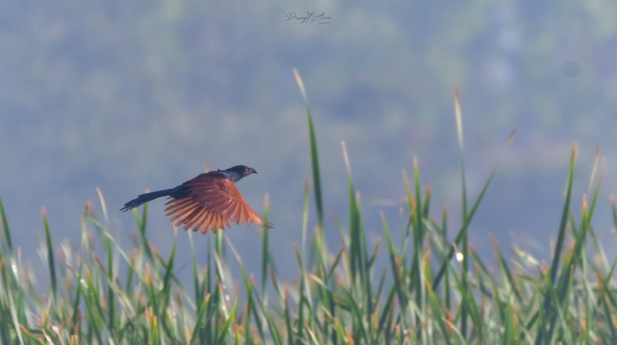 Greater Coucal - ML632142926