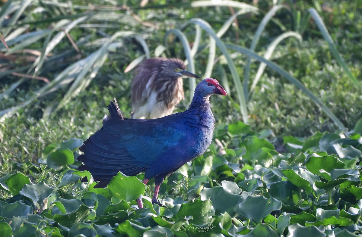 Gray-headed Swamphen - ML632142936