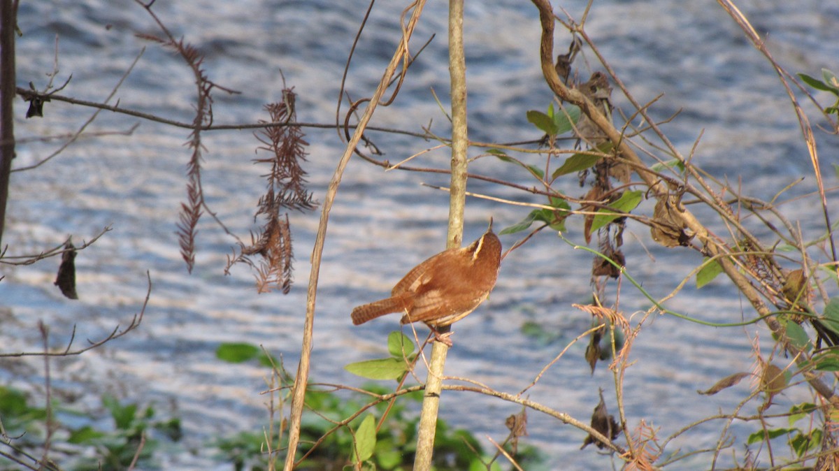 Carolina Wren - ML632143038