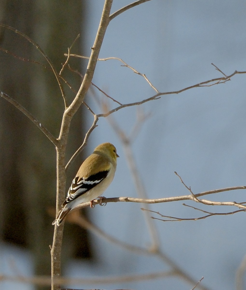 American Goldfinch - ML632143061