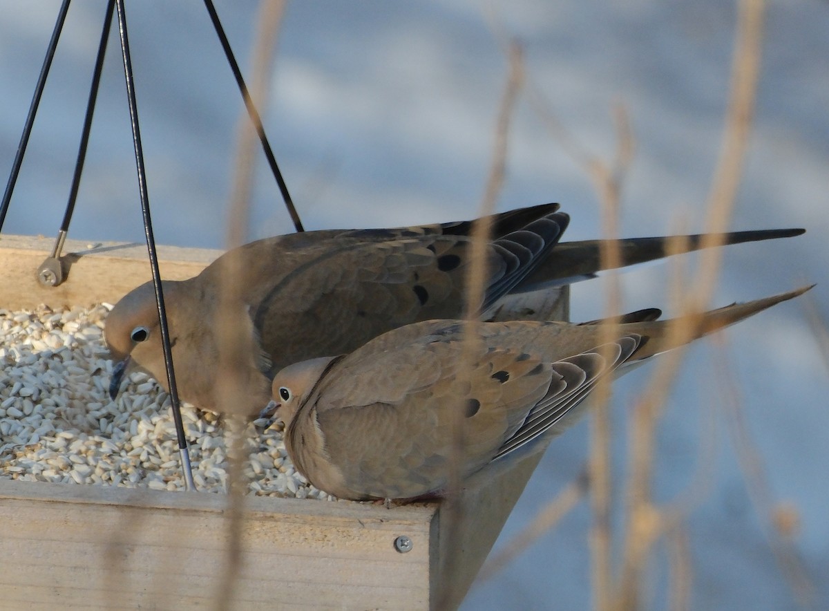 Mourning Dove - ML632143134