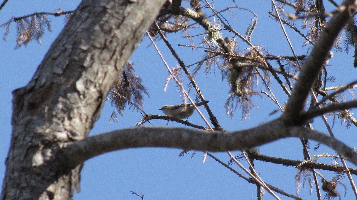 Golden-crowned Kinglet - ML632143187