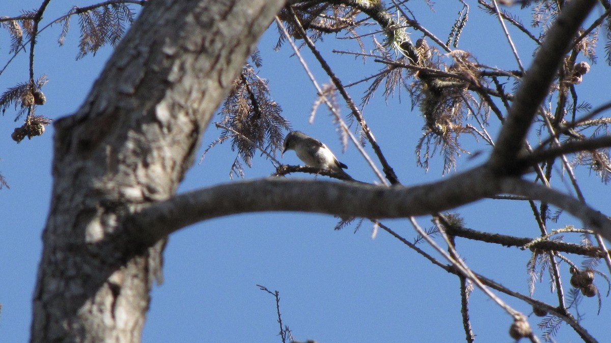 Golden-crowned Kinglet - ML632143203