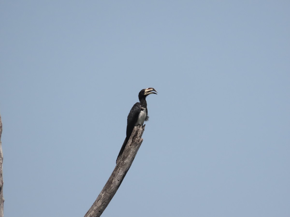 West African Pied Hornbill - ML632143213