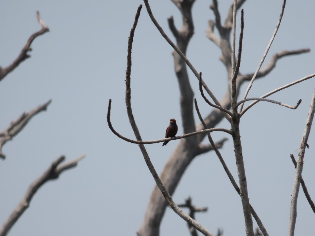 Blue-throated Roller - ML632143221