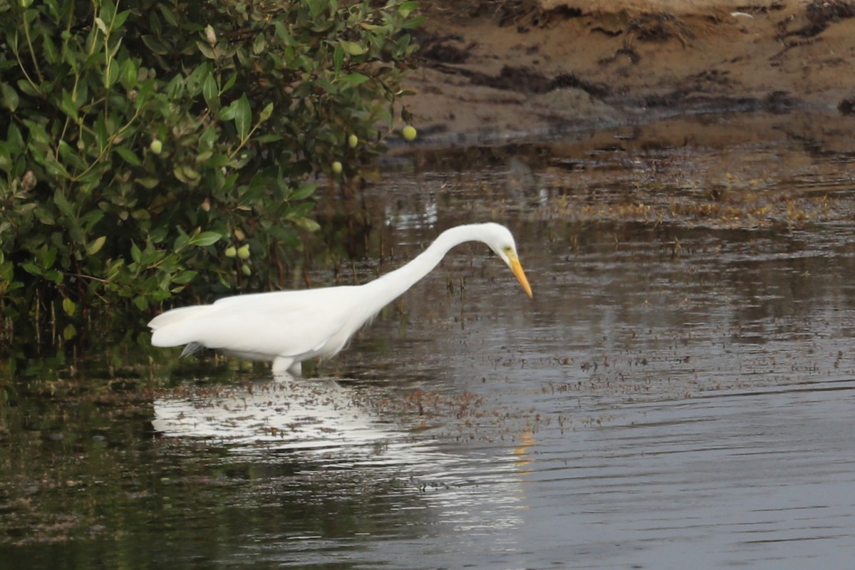 Yellow-billed/Medium Egret - ML632143232