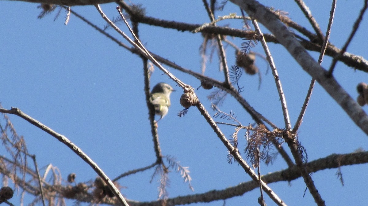Golden-crowned Kinglet - ML632143284