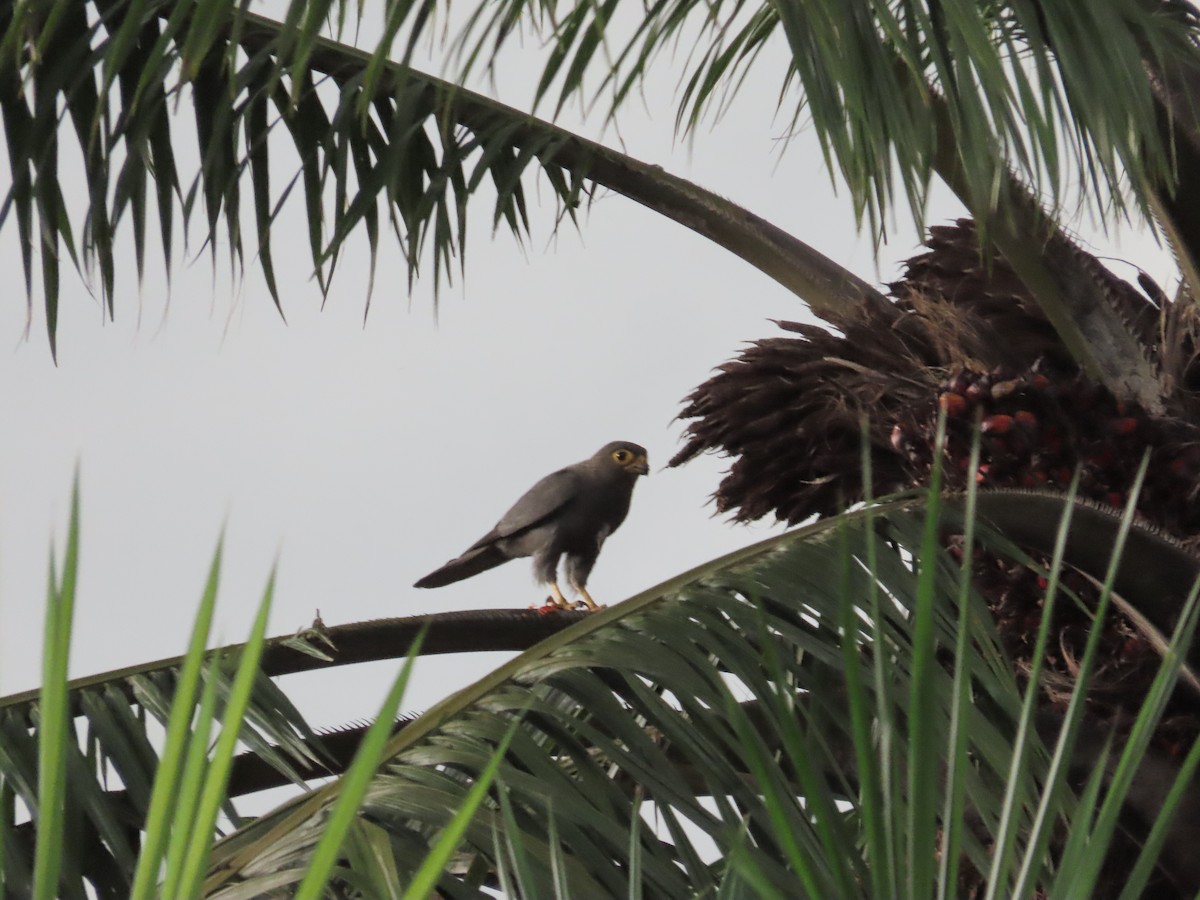 Gray Kestrel - ML632143286