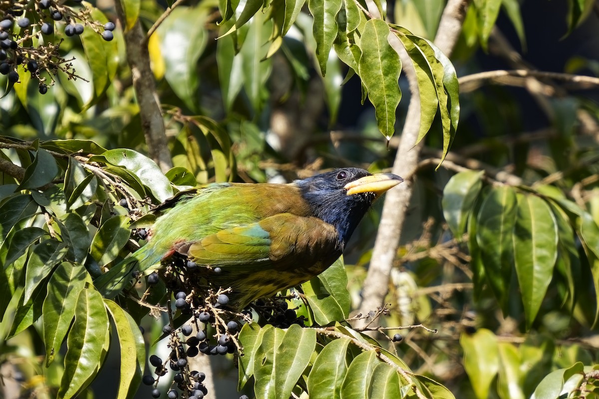 Great Barbet - ML632143321