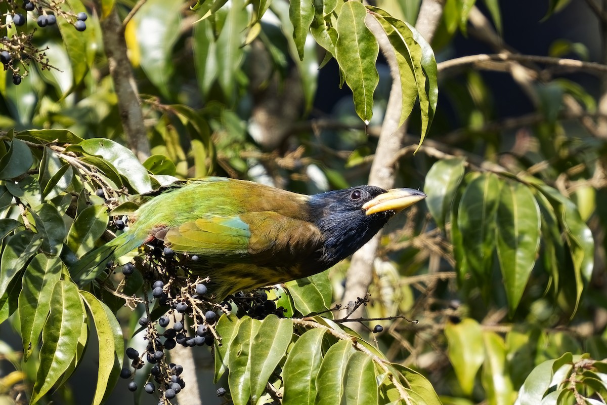 Great Barbet - ML632143322