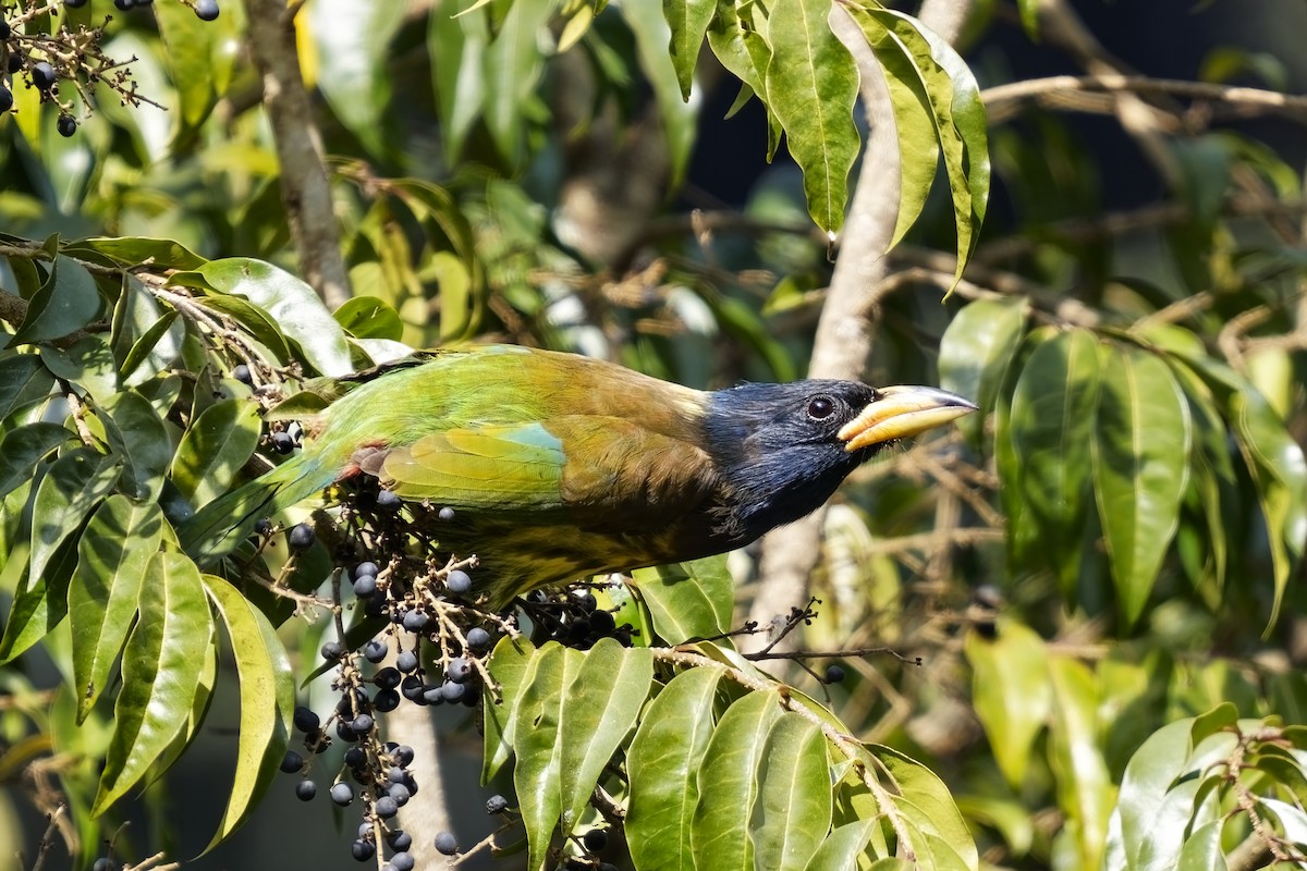 Great Barbet - ML632143323