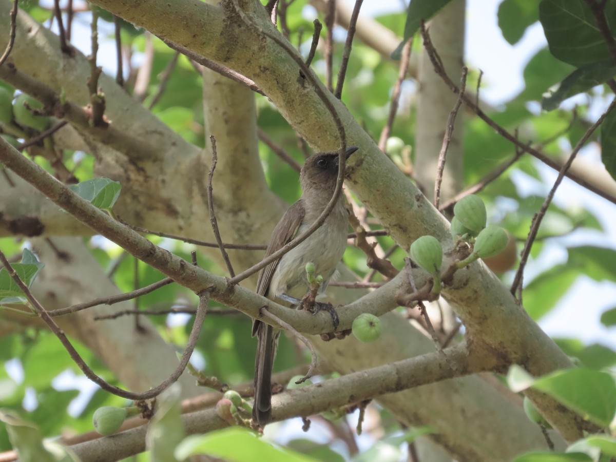 Common Bulbul - ML632143595