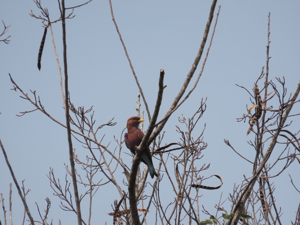 Broad-billed Roller - ML632143607