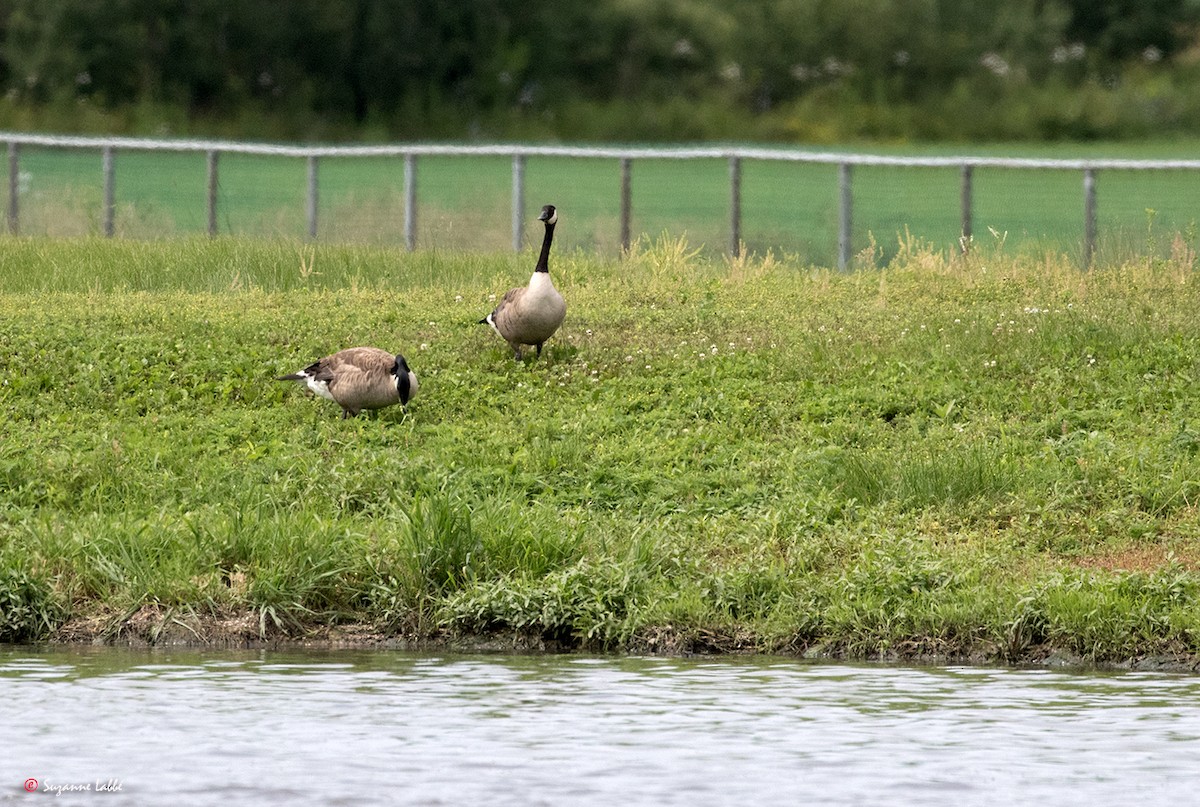 Canada Goose - ML63214361