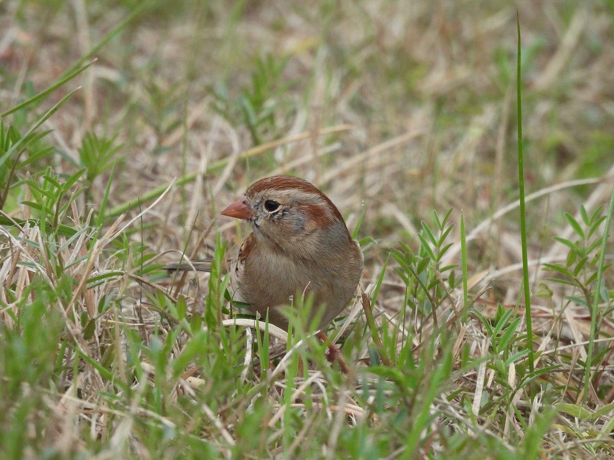 Field Sparrow - ML632143800