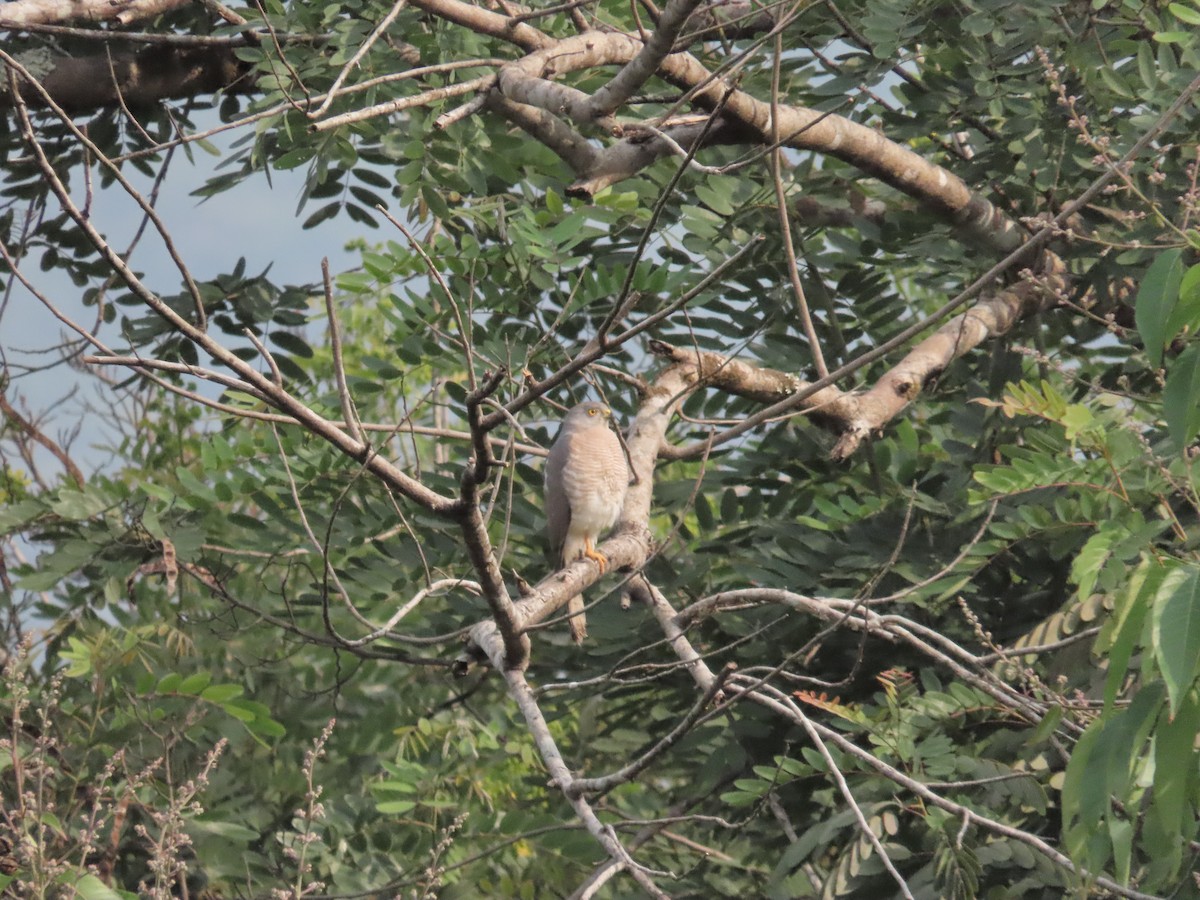 Shikra - ML632143802