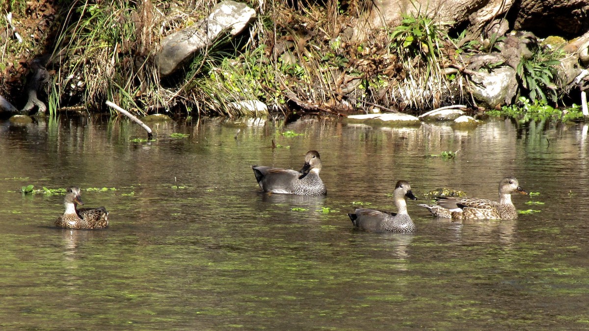 Gadwall - ML632143806