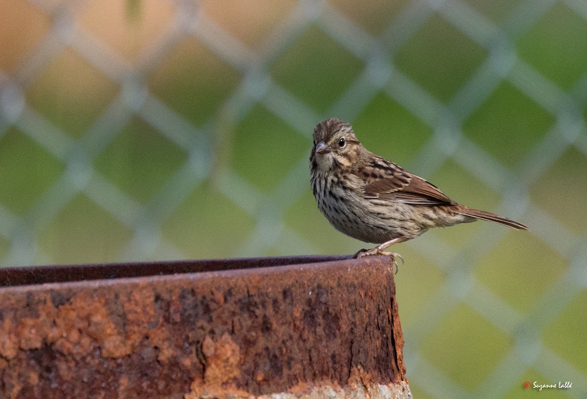 Song Sparrow - ML63214381