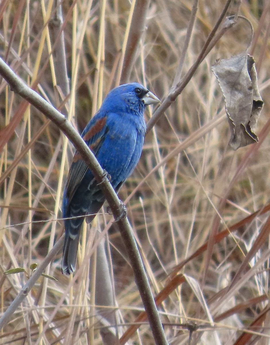 Blue Grosbeak - ML632143872