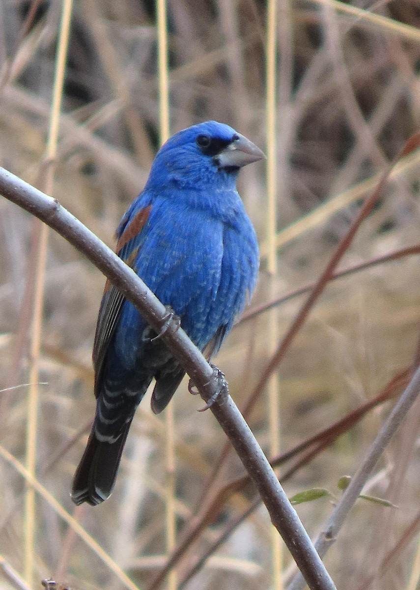 Blue Grosbeak - ML632143874
