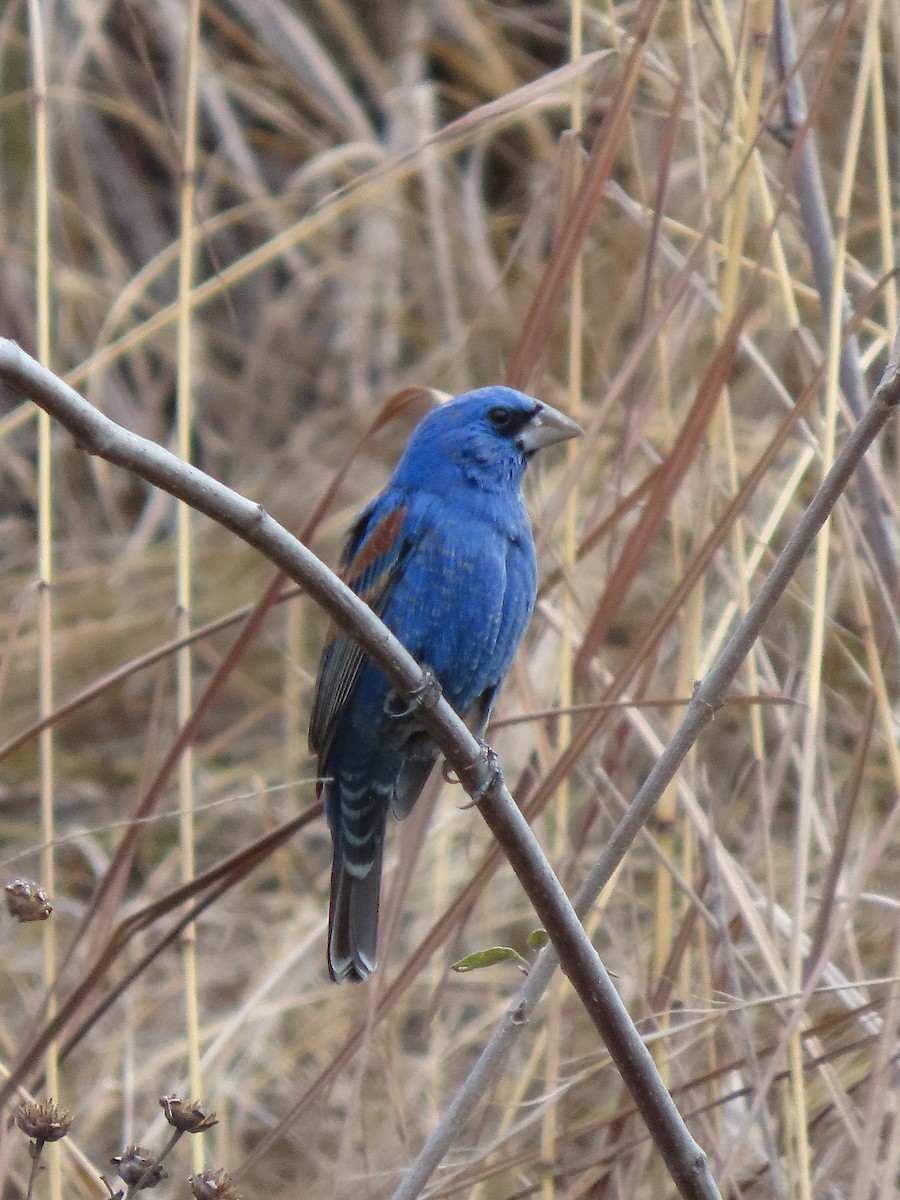 Blue Grosbeak - ML632143875