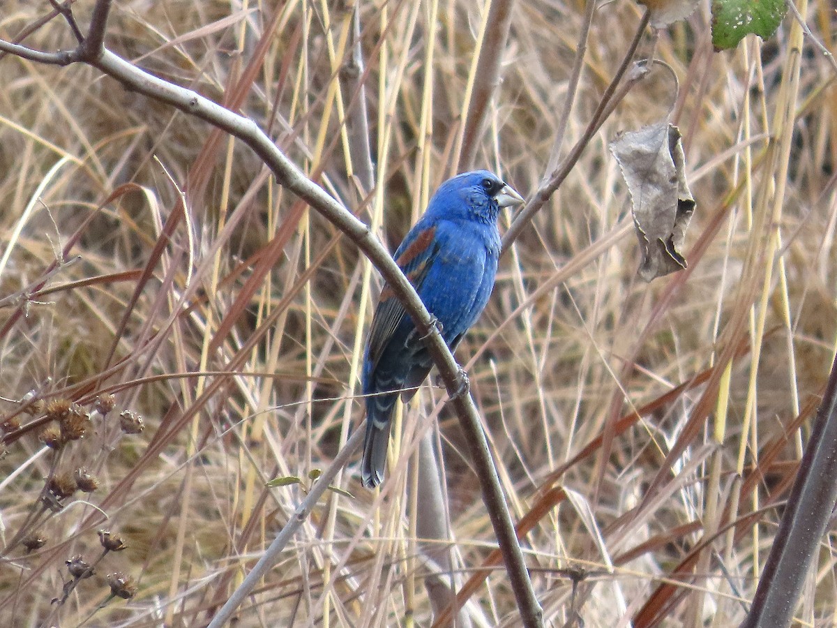 Blue Grosbeak - ML632143877