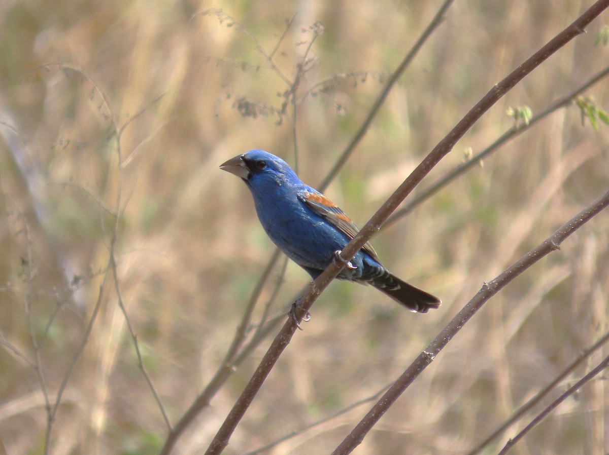 Blue Grosbeak - ML632143878