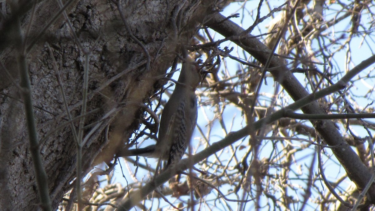 Golden-fronted Woodpecker - ML632143911